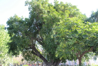 Ficus ginseng villa Bellini
